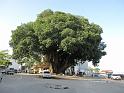 The big tree